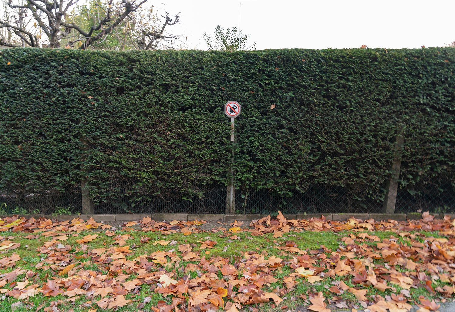 2021-11-09 17-17 DSC00582