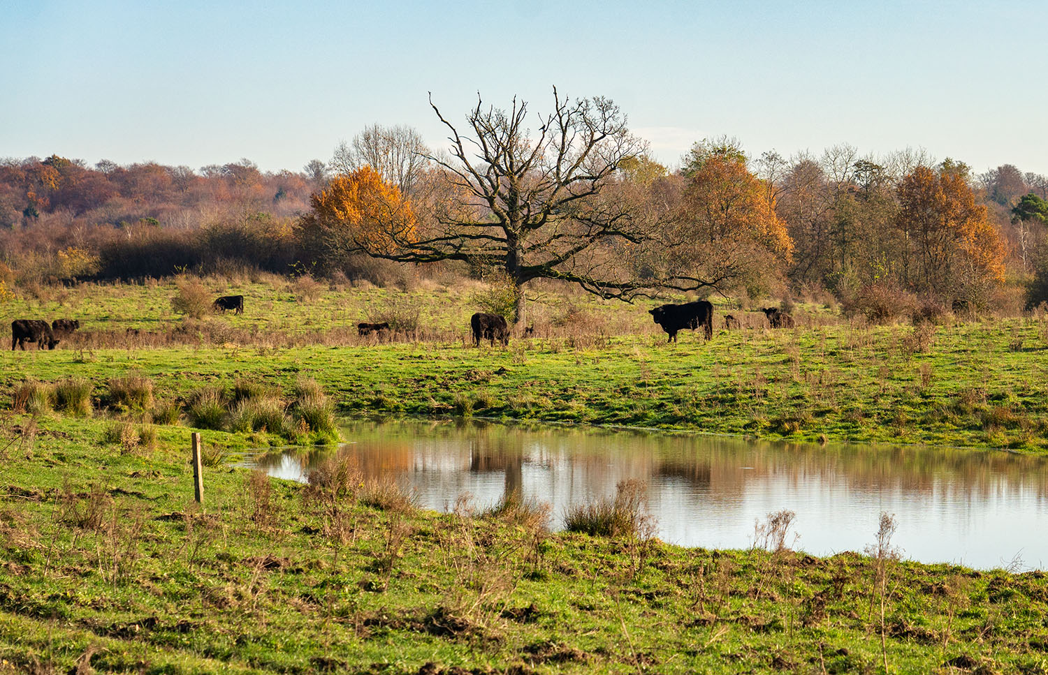 2021-11-10 11-47 DSC00618