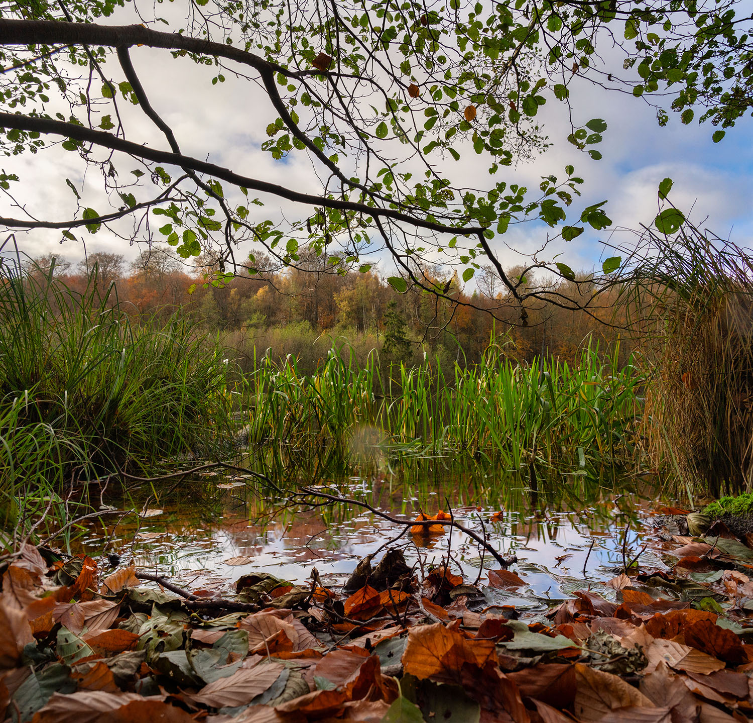 2021-11-10 14-10 DSC00641 pano