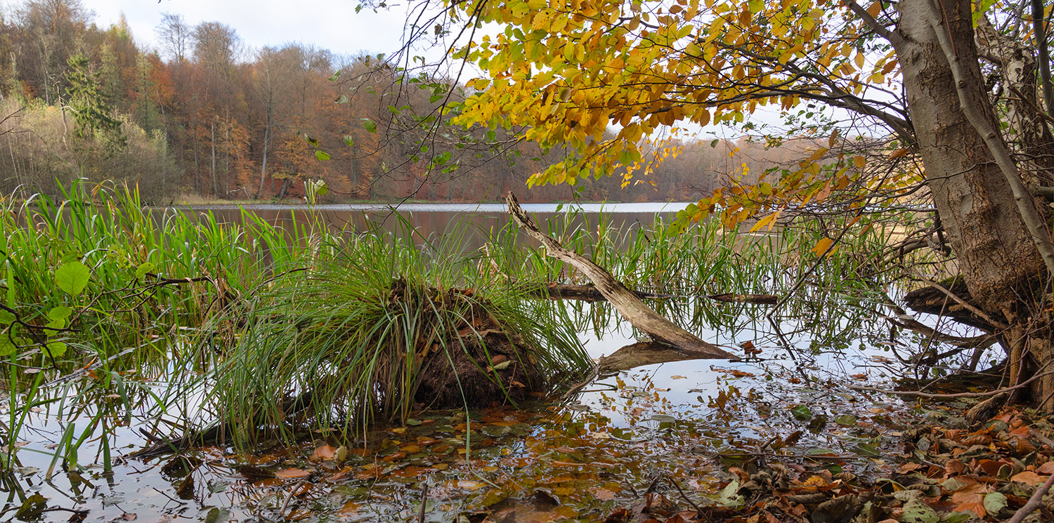 2021-11-10 14-14 DSC00645